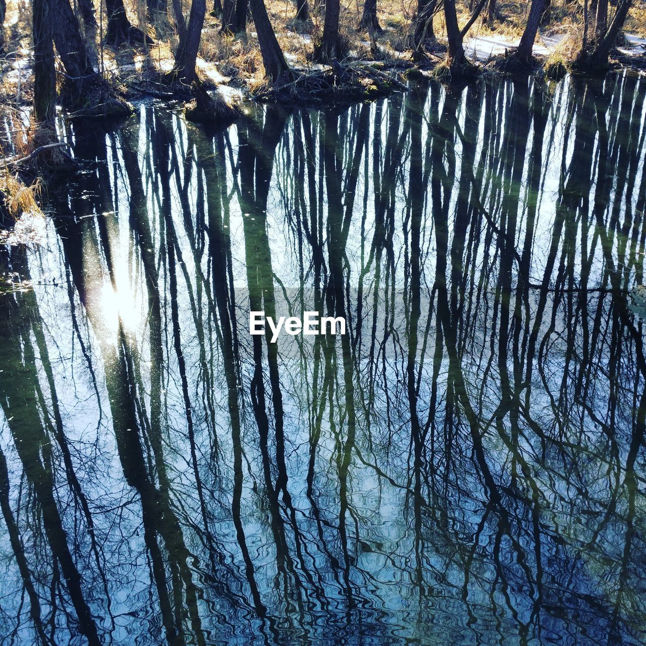 FULL FRAME SHOT OF TREE AGAINST SKY