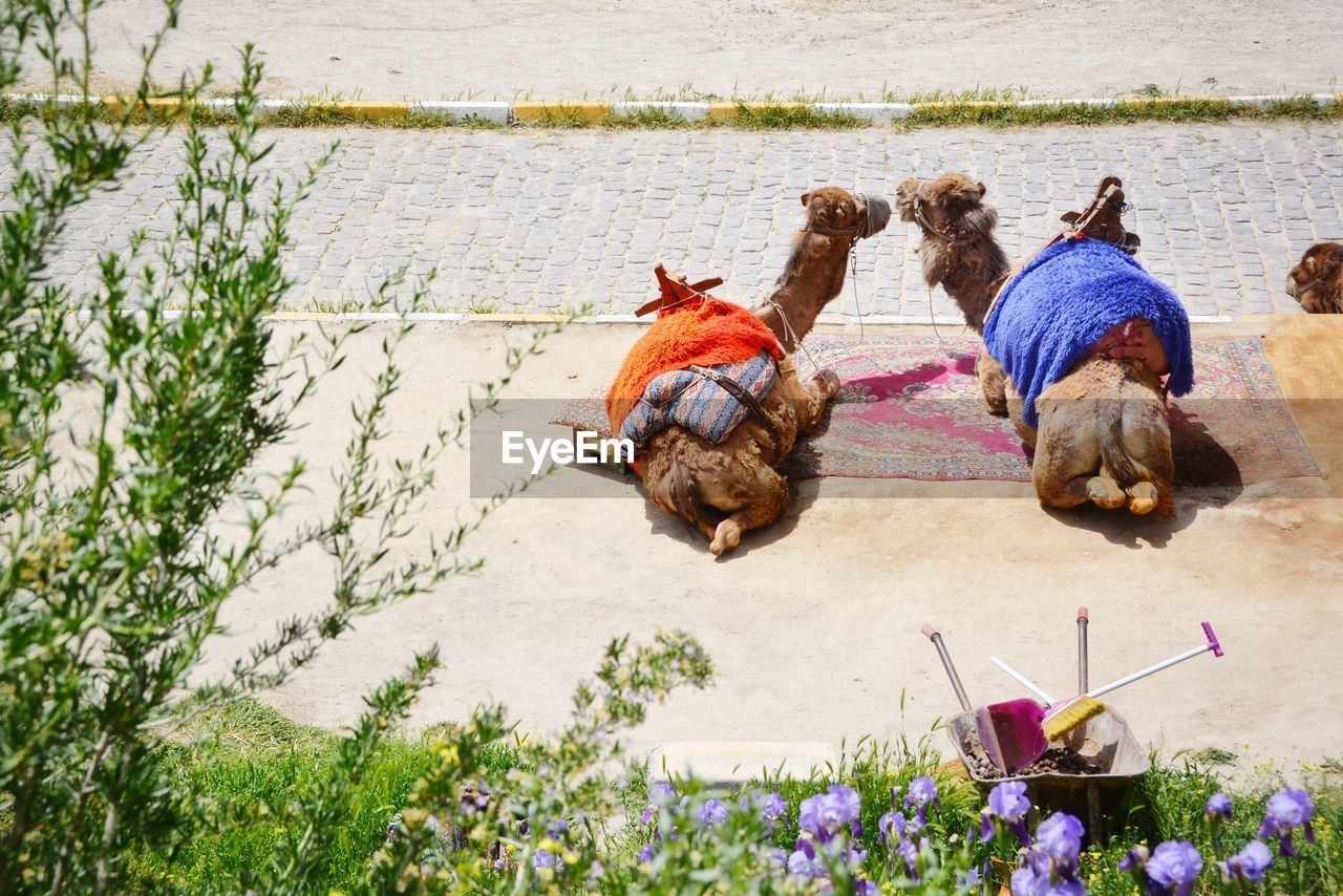 Camels relaxing on walkway