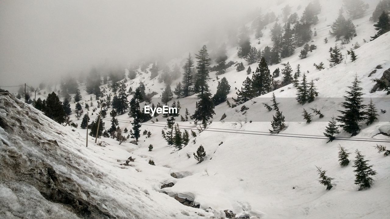 SCENIC VIEW OF TREES AGAINST SKY DURING WINTER