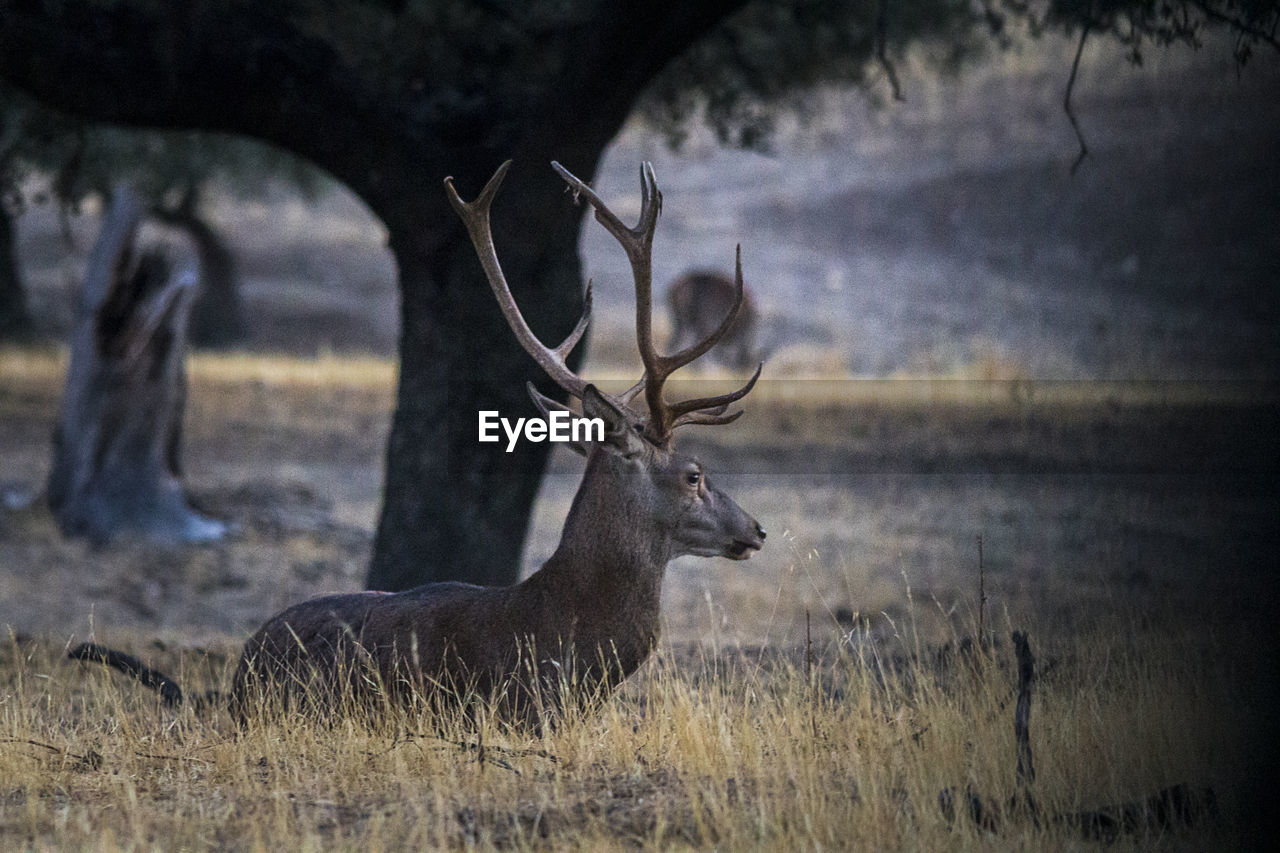 DEER ON GRASS