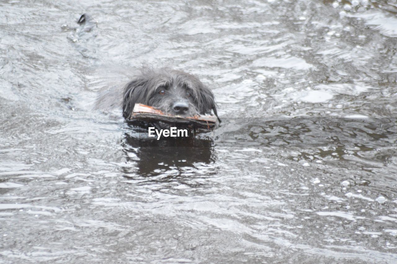 CLOSE-UP OF HORSE IN WATER