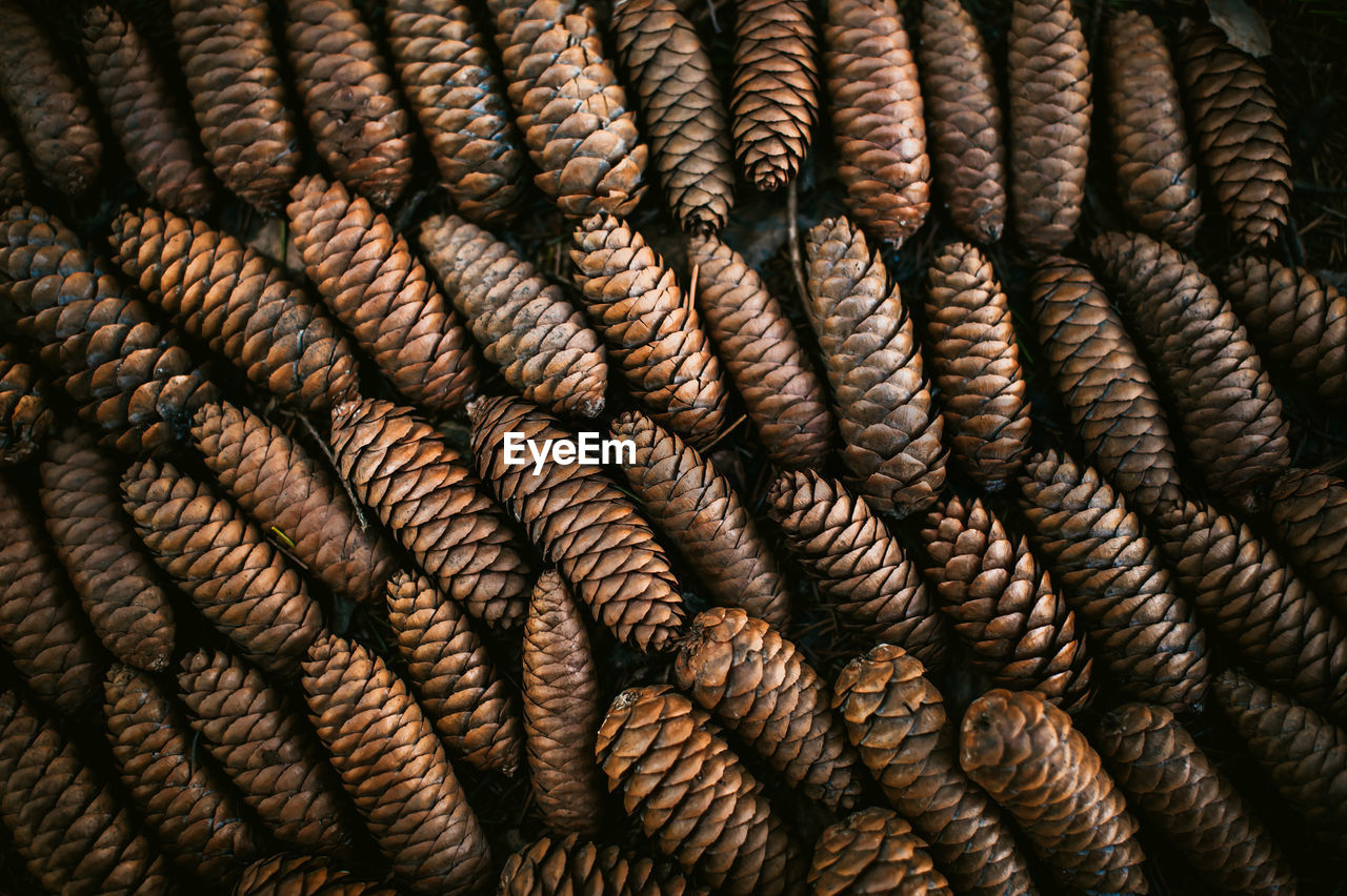 Full frame shot of pine cones