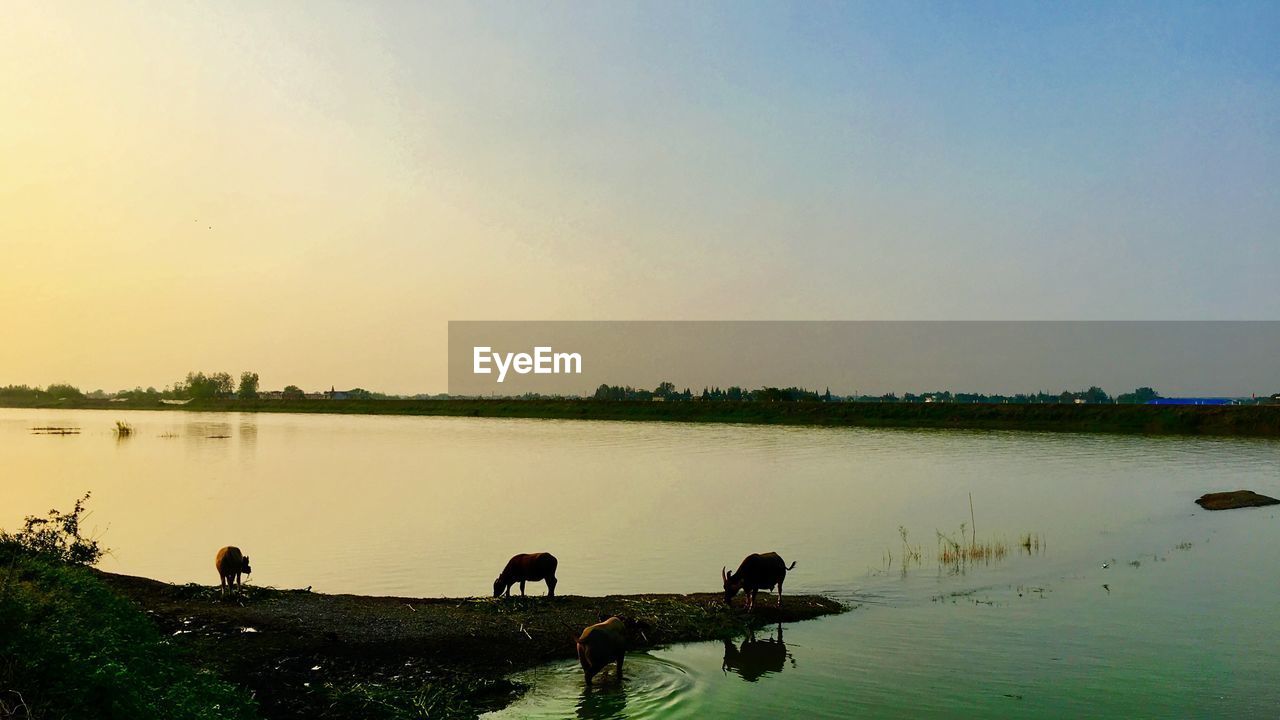 Scenic view of lake against clear sky during sunset