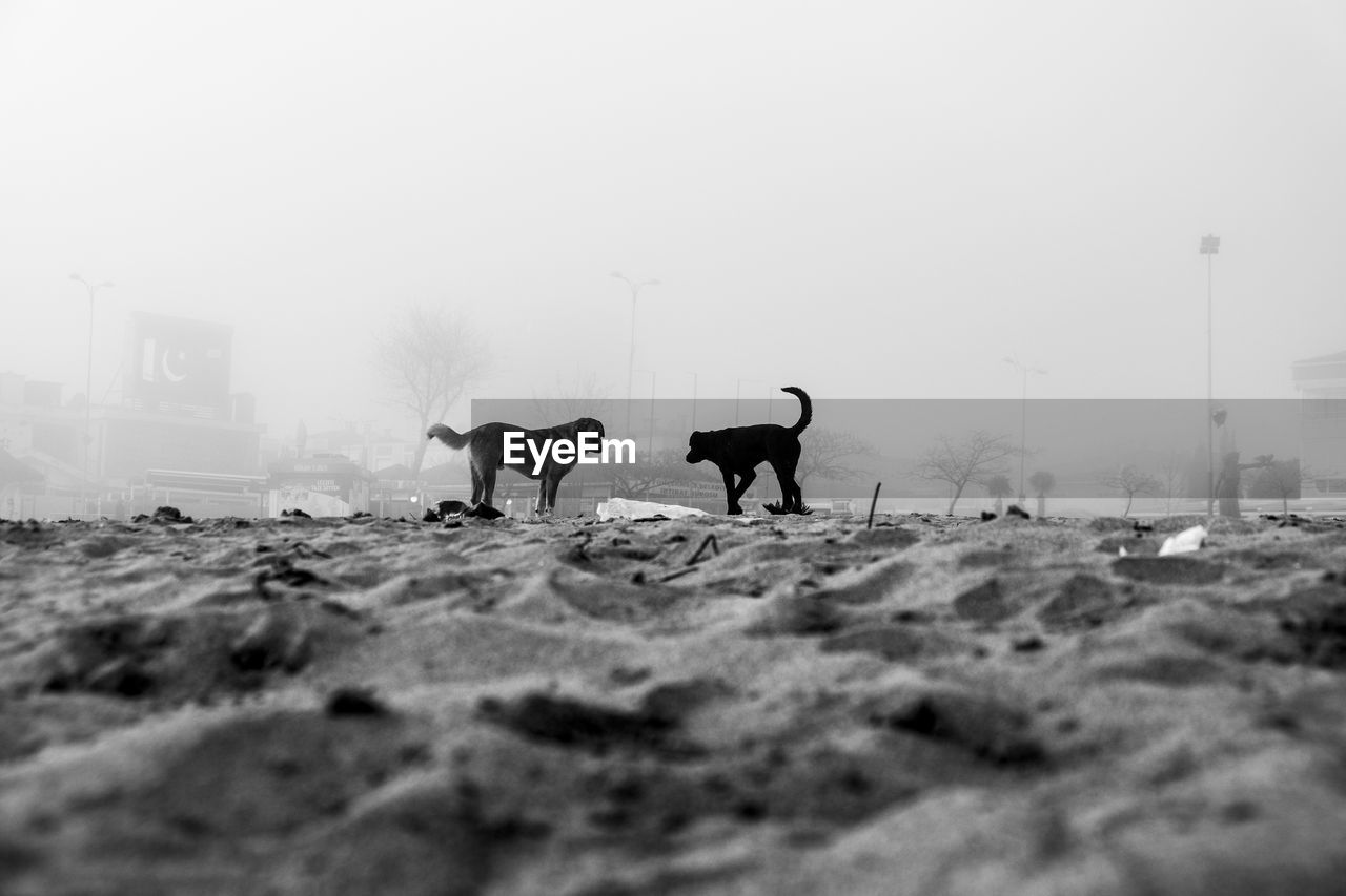 VIEW OF HORSES ON FIELD