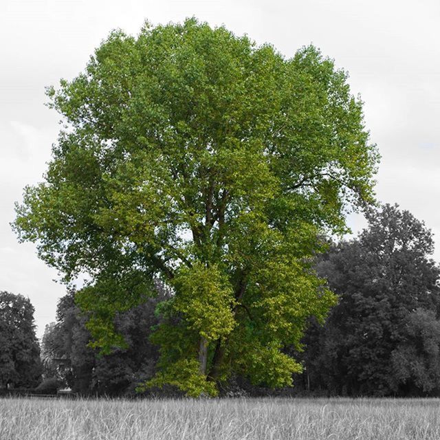 VIEW OF TREES