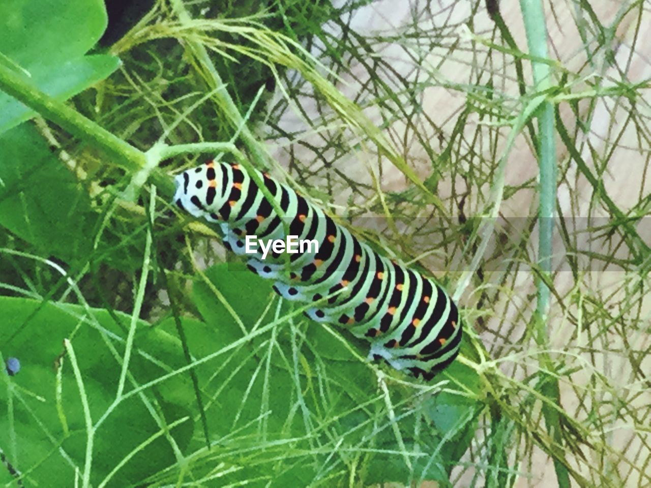 CLOSE-UP OF GRASSHOPPER ON PLANT