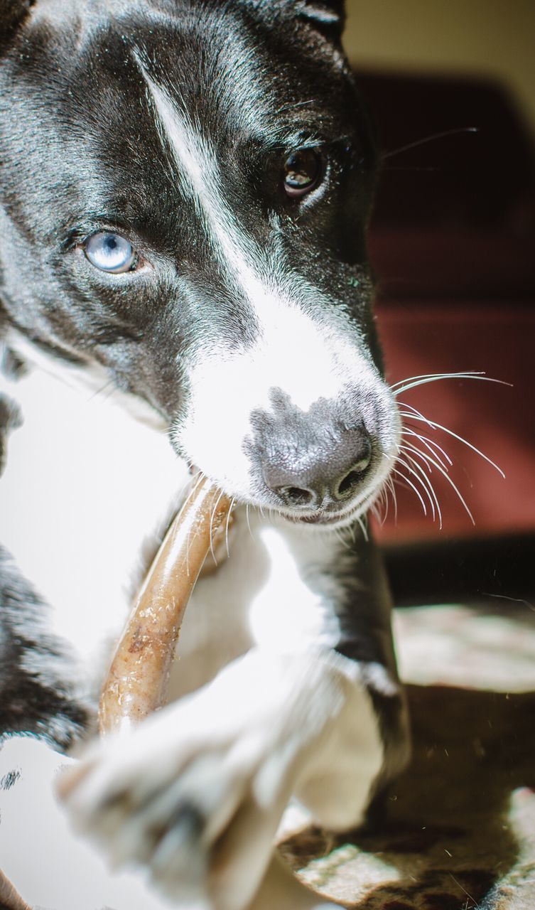 CLOSE-UP OF DOG WITH WATER