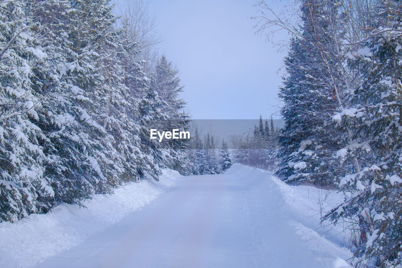 Snow covered trees against clear sky