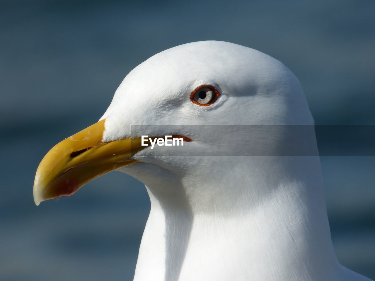 Close-up of seagull