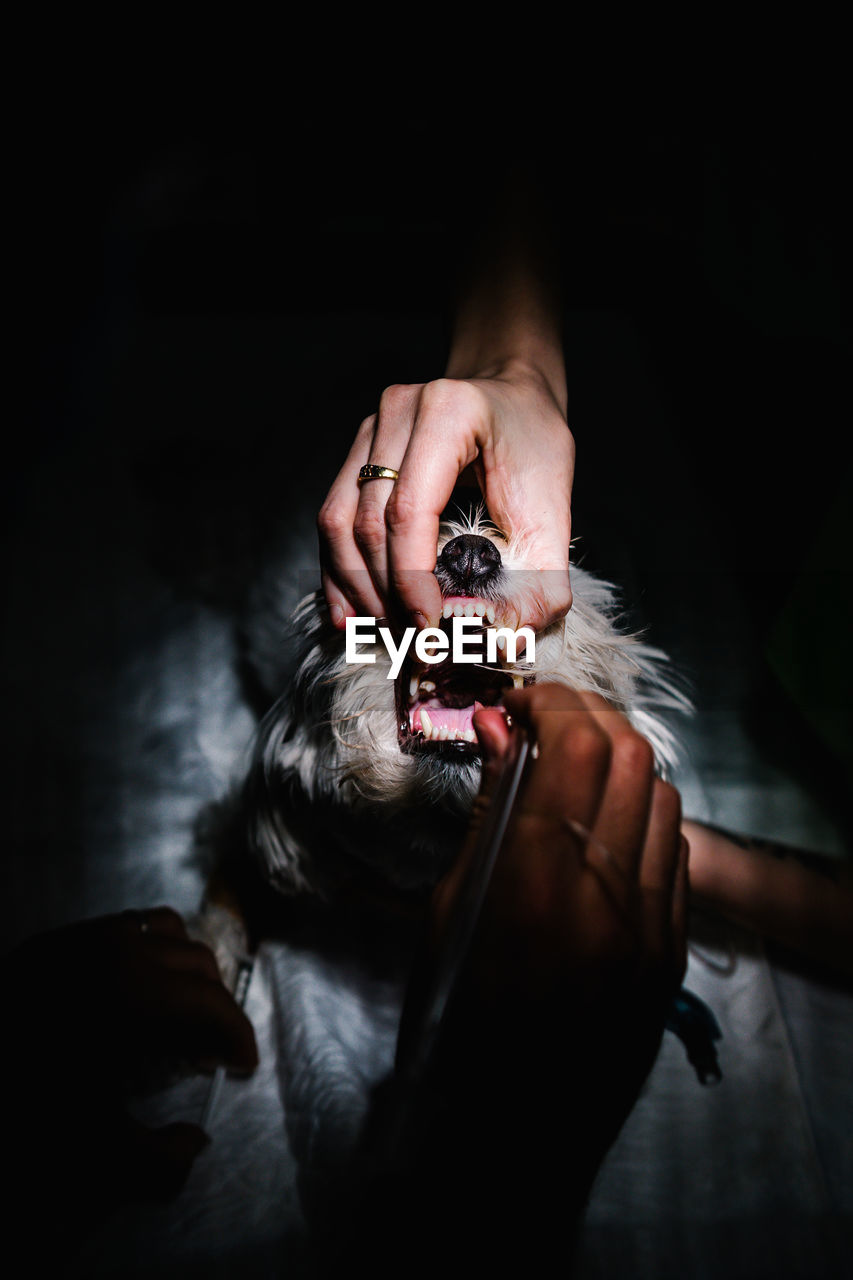 From above of unrecognizable vet doctors putting anesthesia tube in mouth of dog while preparing animal for surgery in dark operating theater