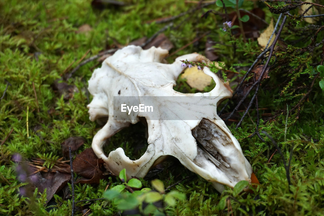 HIGH ANGLE VIEW OF ANIMAL SKULL