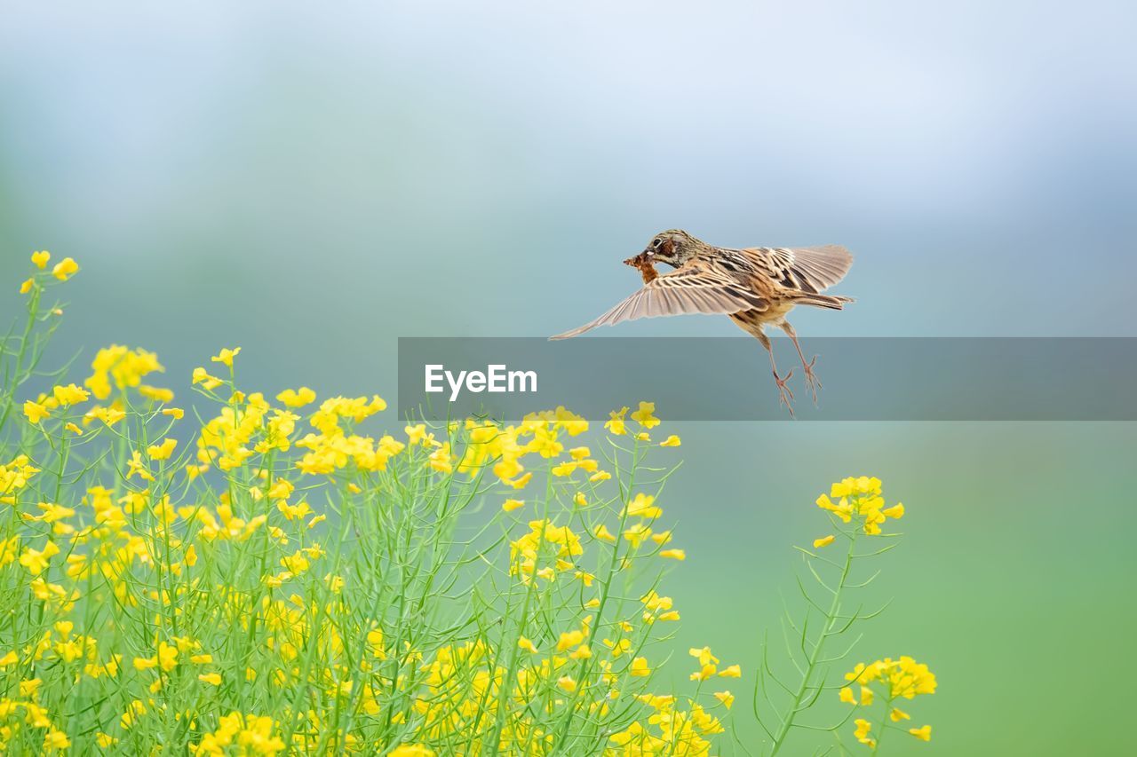 VIEW OF BIRD FLYING IN A FIELD