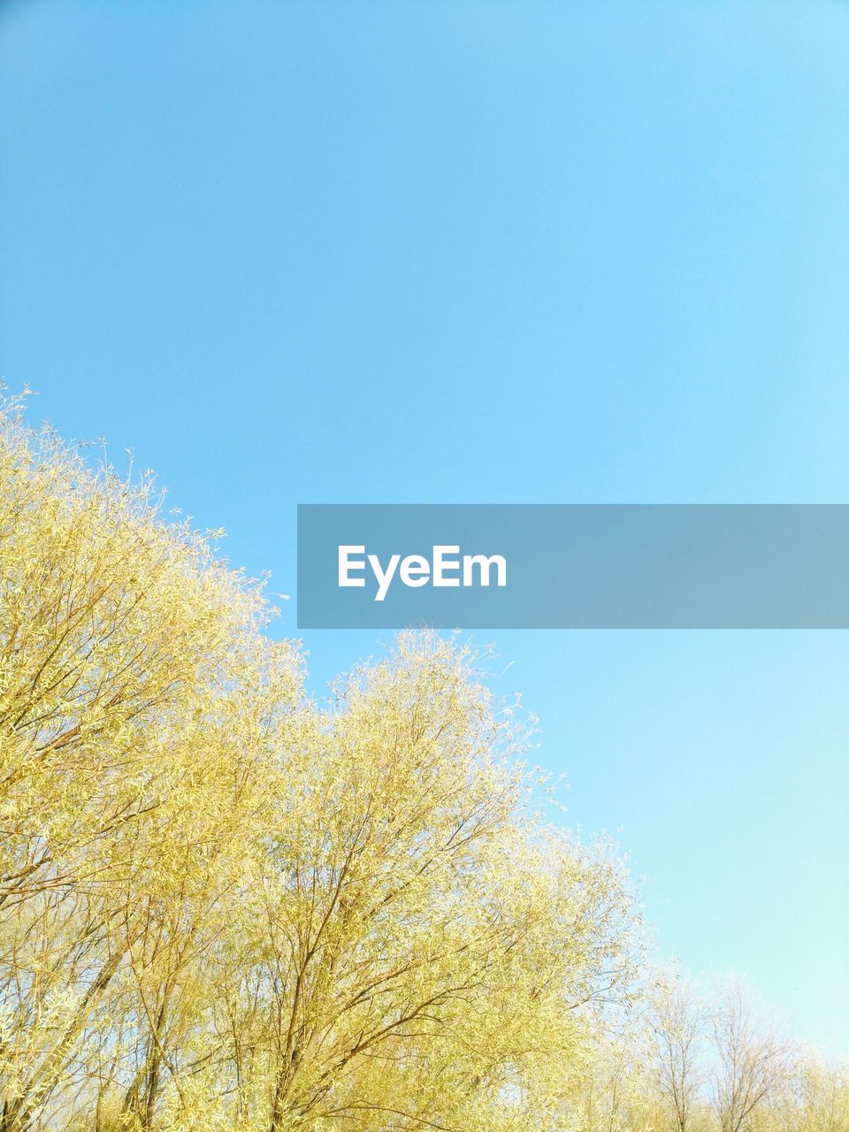 Low angle view of yellow tree against clear blue sky