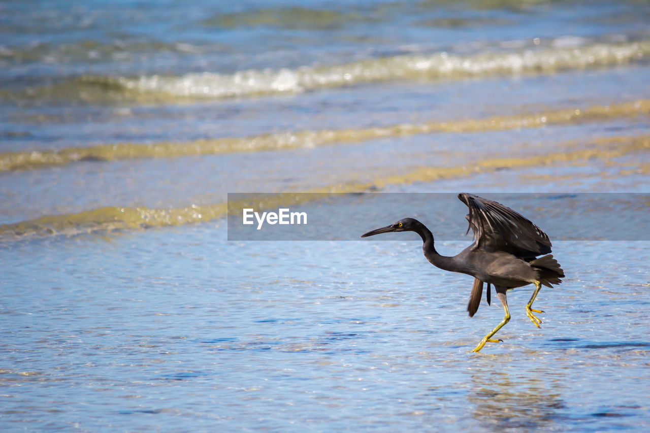 Bird running at beach