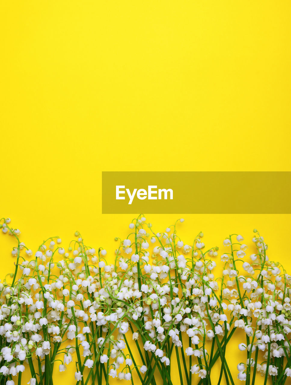 Close-up of fresh yellow flowers against clear sky