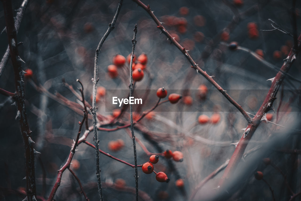 CLOSE-UP OF RED BERRIES ON TREE DURING WINTER