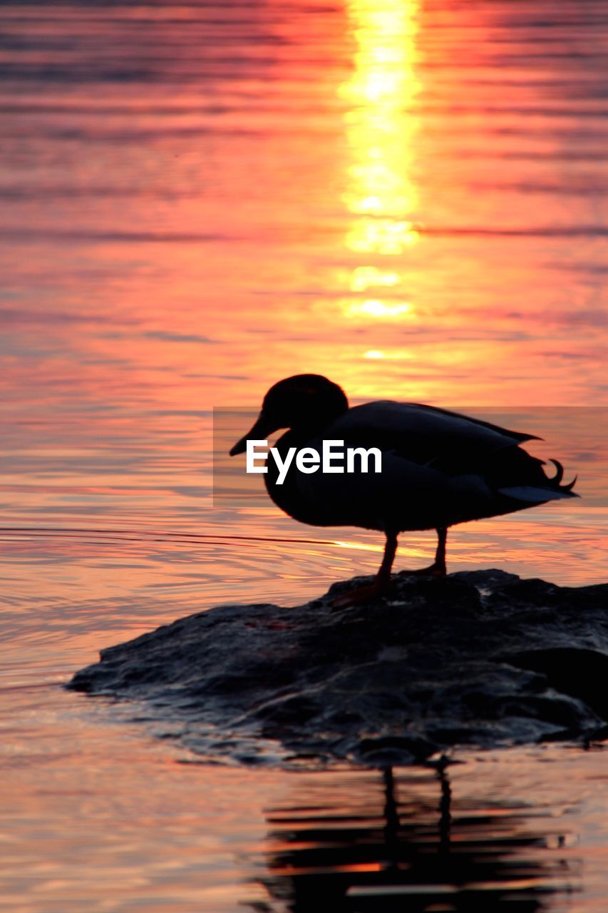 Side view of silhouette duck standing on rock at lake during sunset