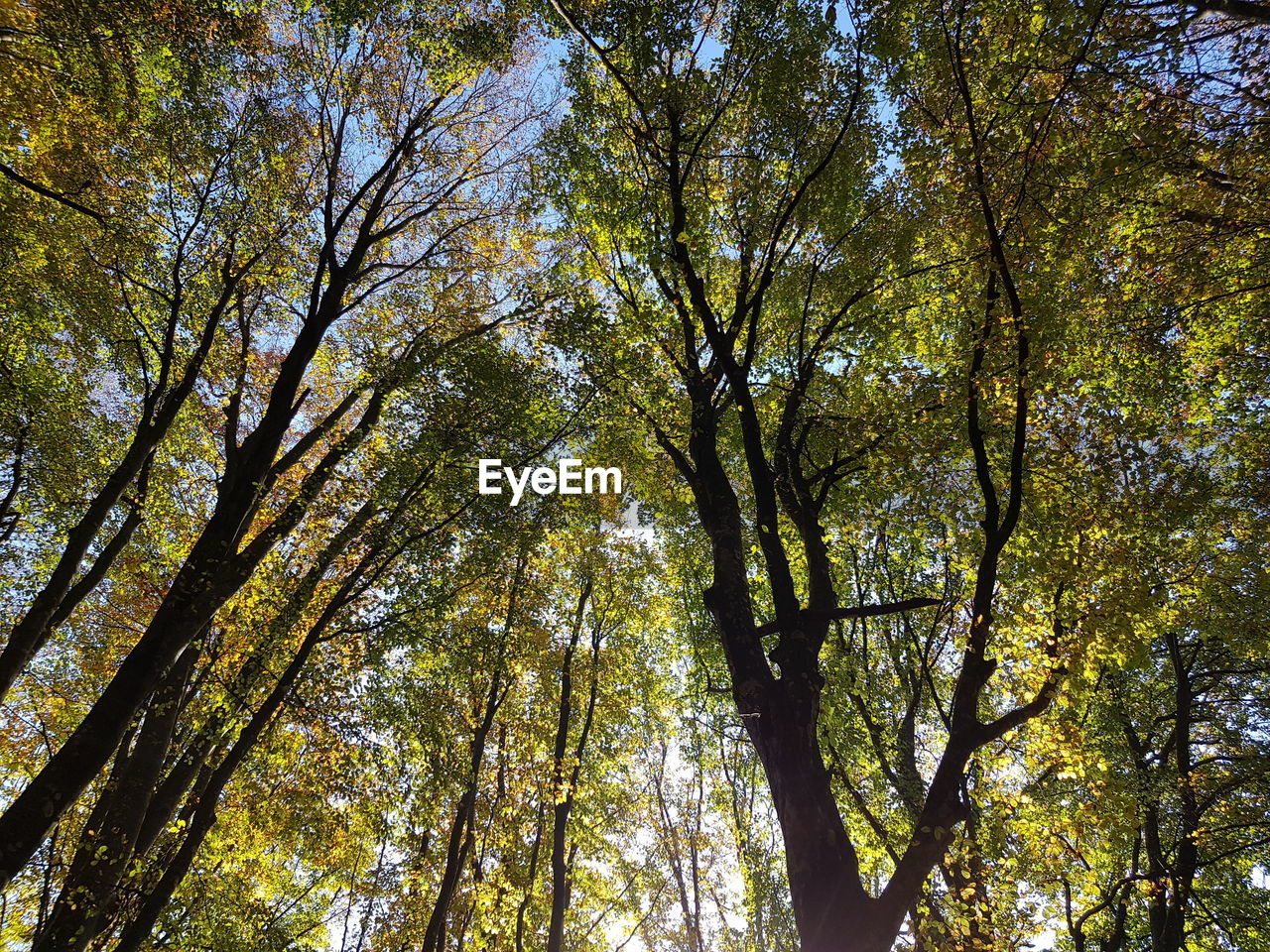 LOW ANGLE VIEW OF TREES AT FOREST