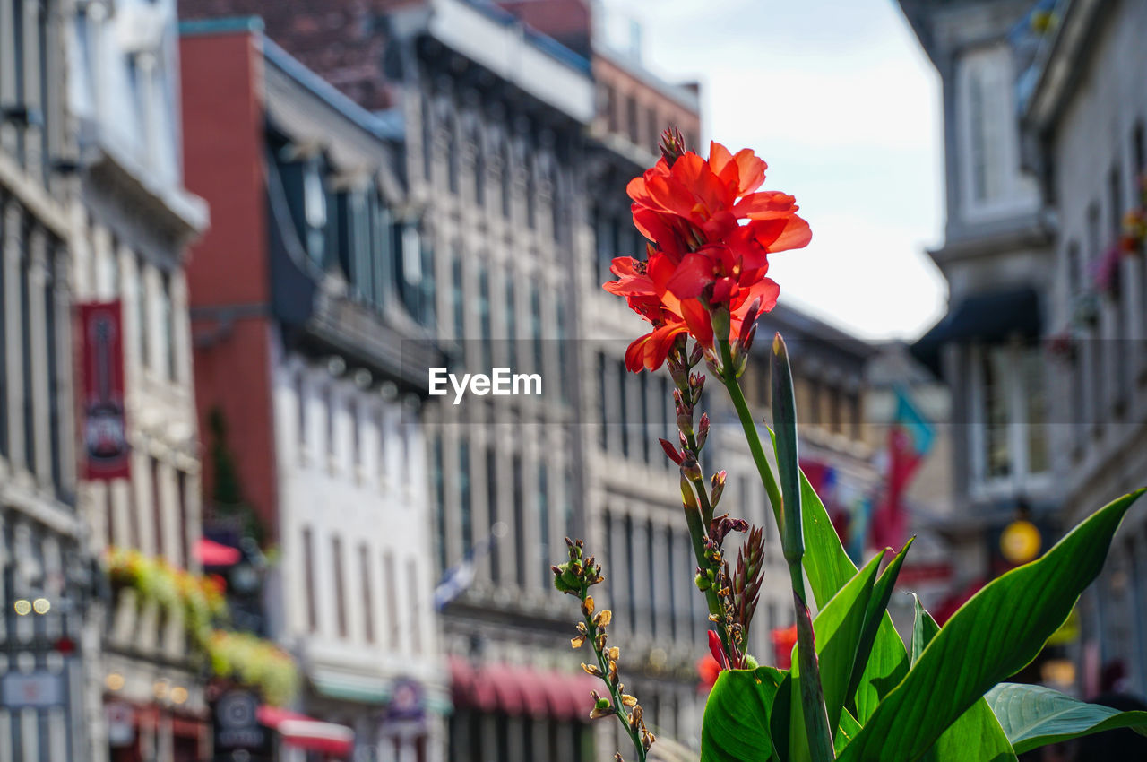 Close-up of red flowering plant against buildings in city