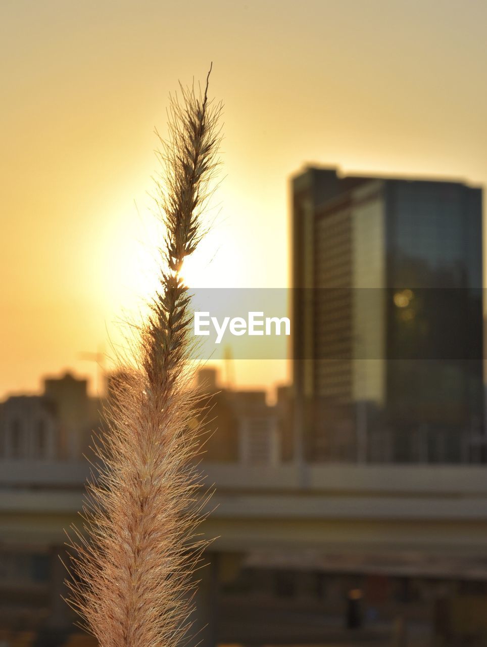 Close-up of plant against buildings during sunset