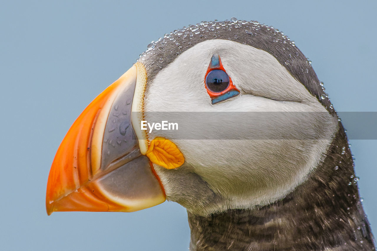 Puffin with eye reflection