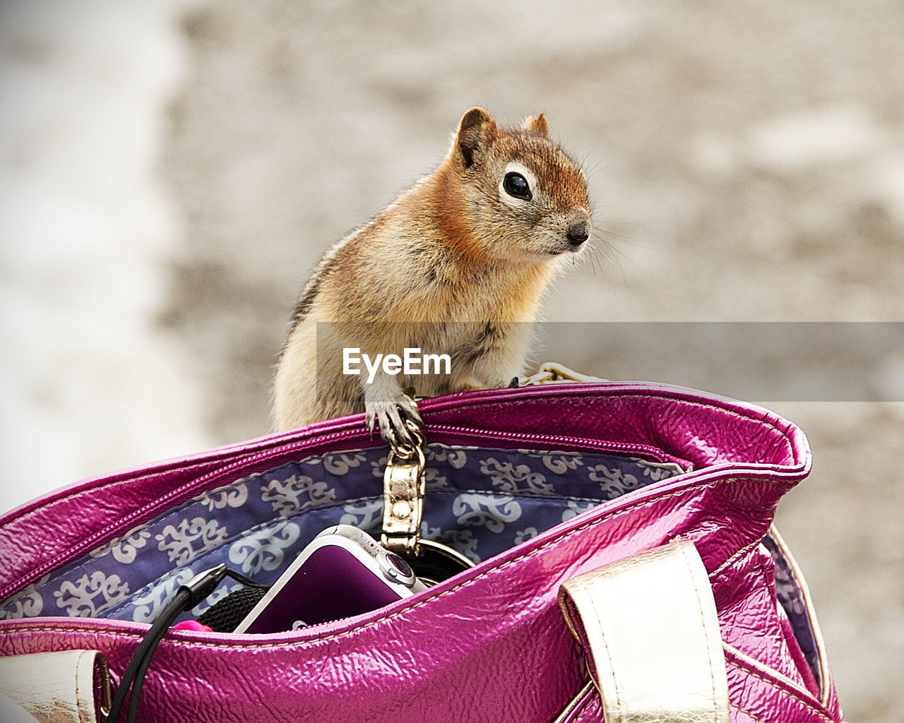 LOW ANGLE VIEW OF SQUIRREL ON ROCK