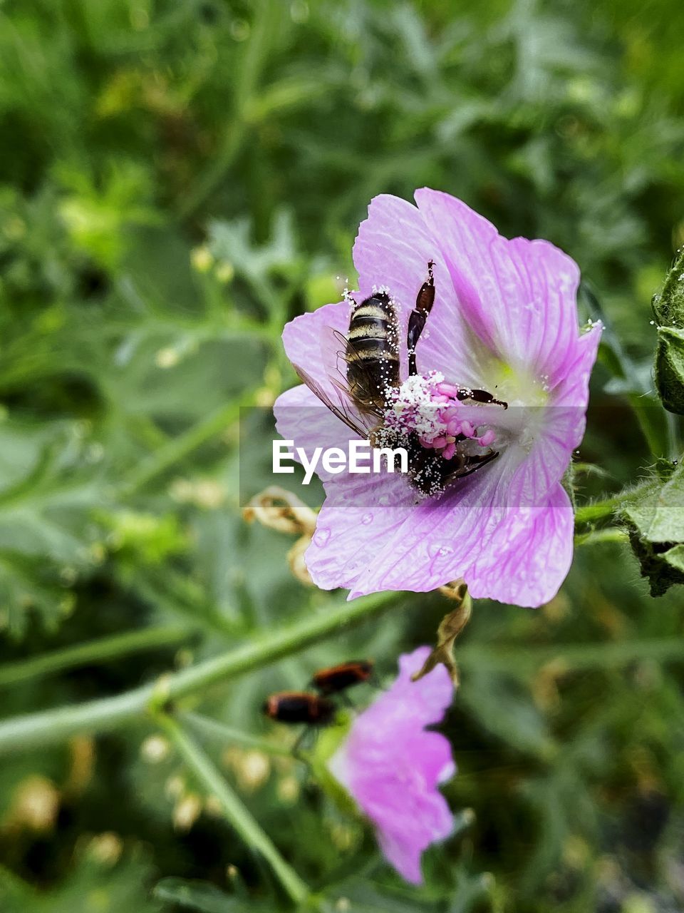 CLOSE-UP OF BEE POLLINATING ON FLOWER