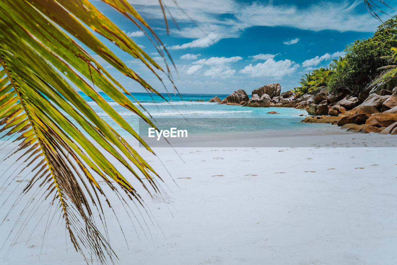 SCENIC VIEW OF PALM TREES ON BEACH AGAINST SKY