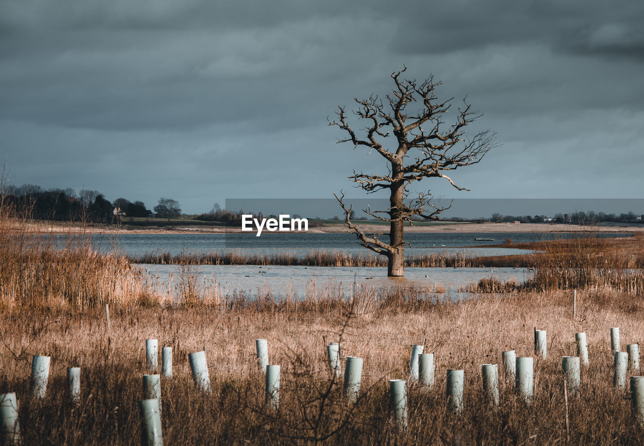 Bare tree on field against sky