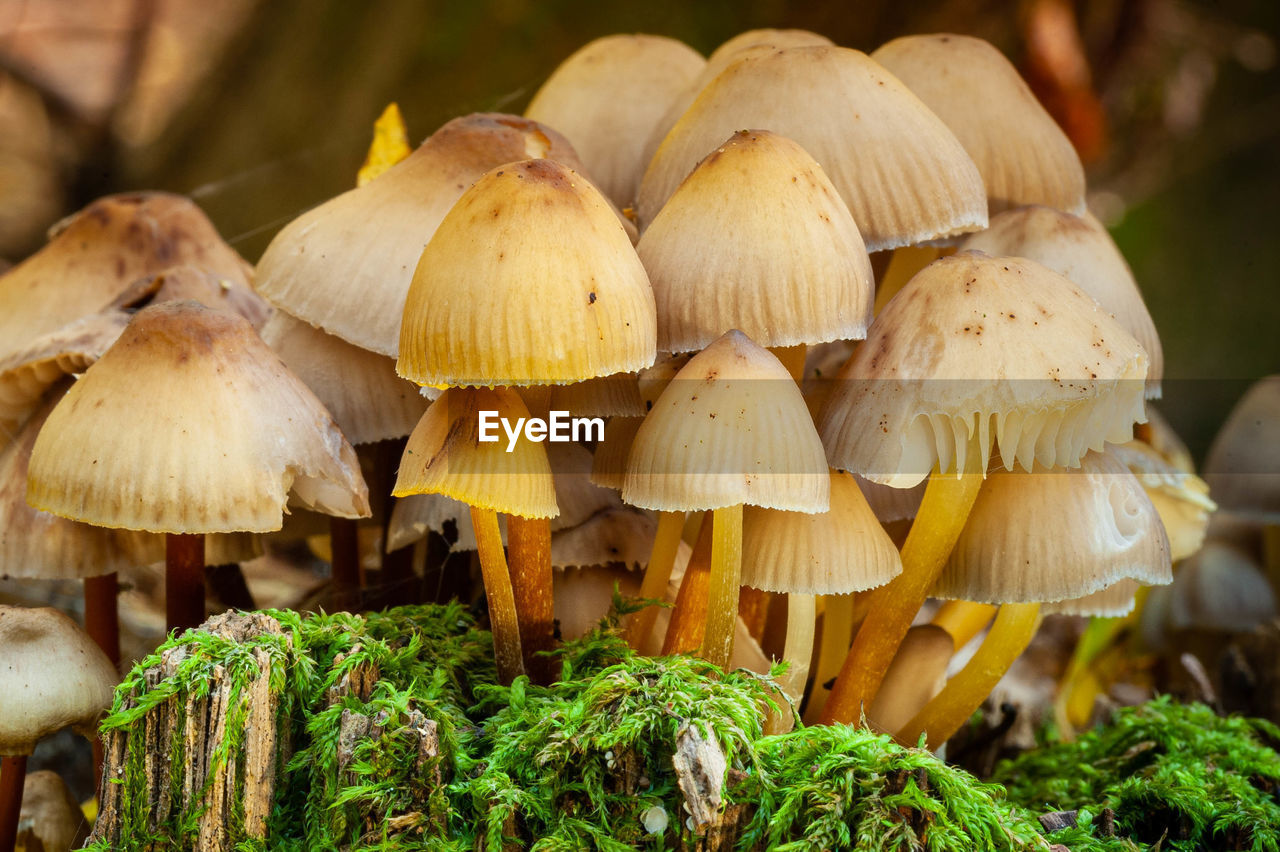 Mushrooms on tree stump with moss