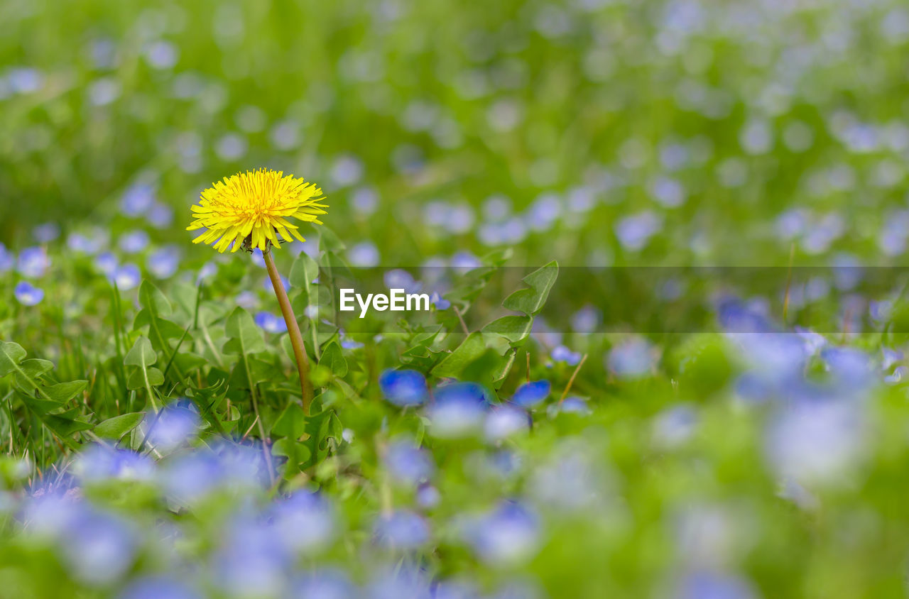 CLOSE-UP OF YELLOW FLOWERS BLOOMING IN FIELD