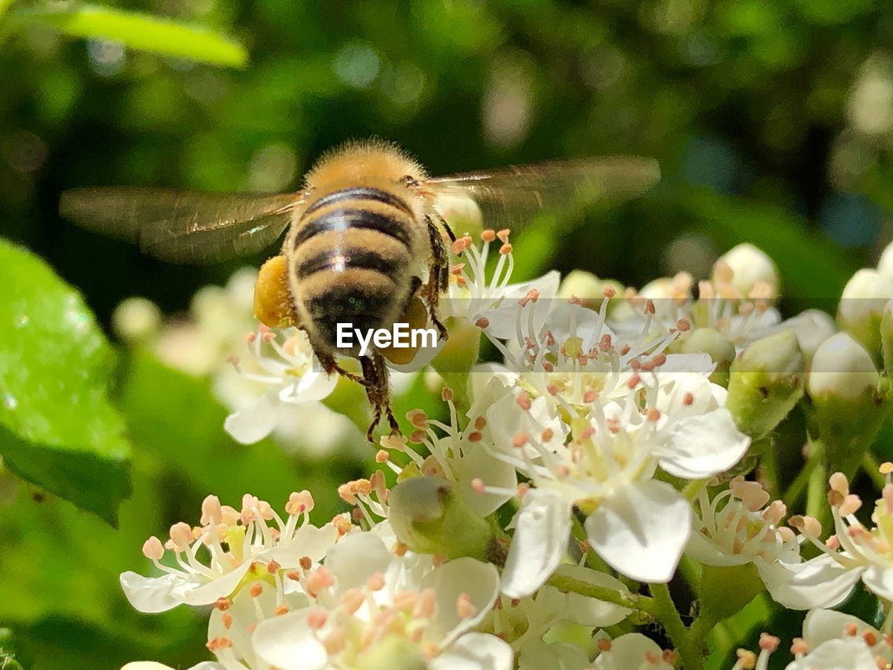 CLOSE-UP OF HONEY BEE POLLINATING ON FRESH FLOWER