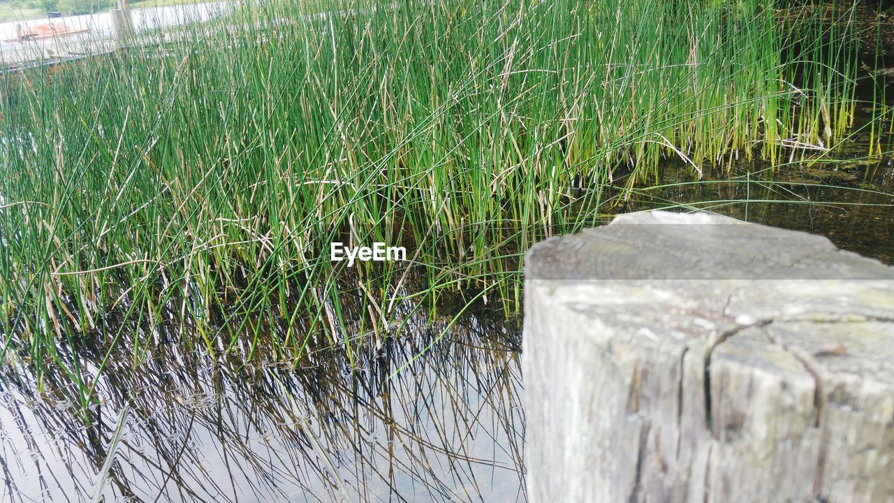 GRASS BY LAKE