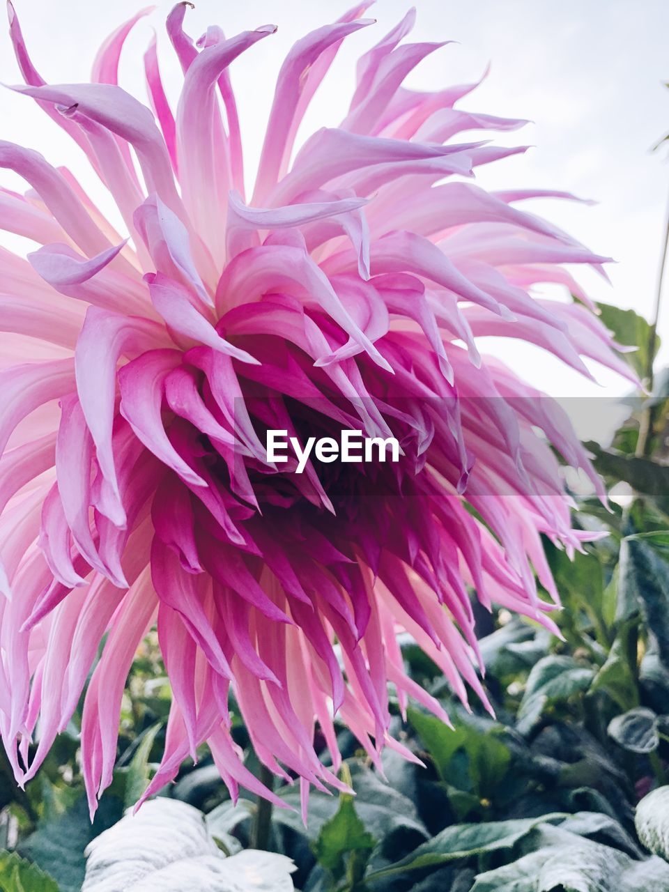 CLOSE-UP OF PINK DAHLIA PLANT