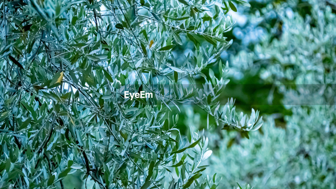 CLOSE-UP OF FRESH GREEN PLANT IN SUNLIGHT