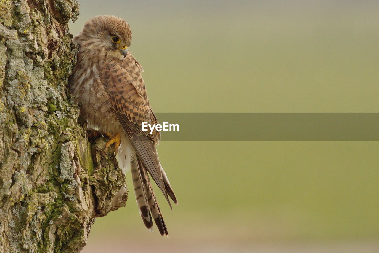 Close-up of kestrel perching on tree trunk