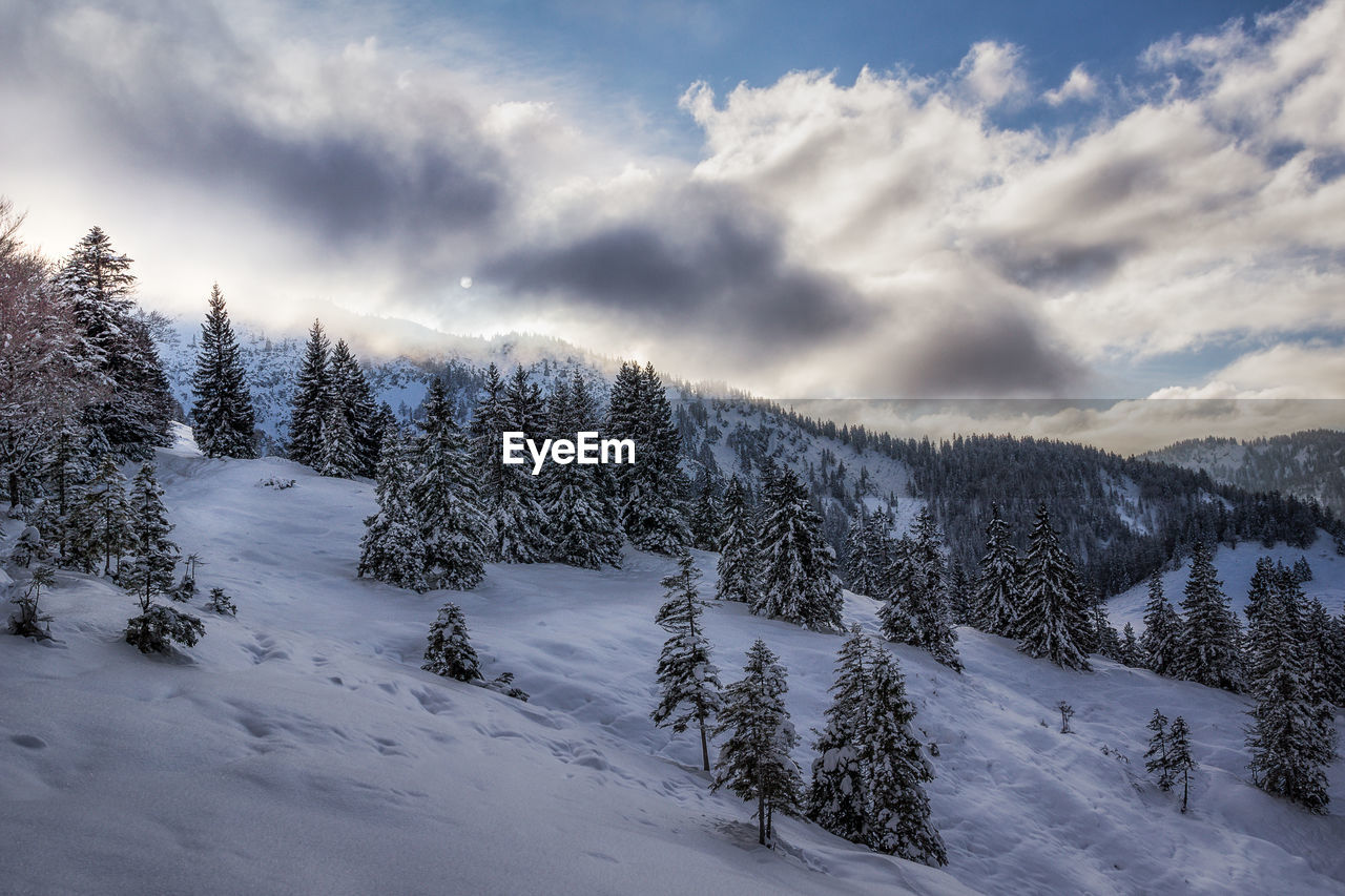 Snow covered trees on landscape against sky