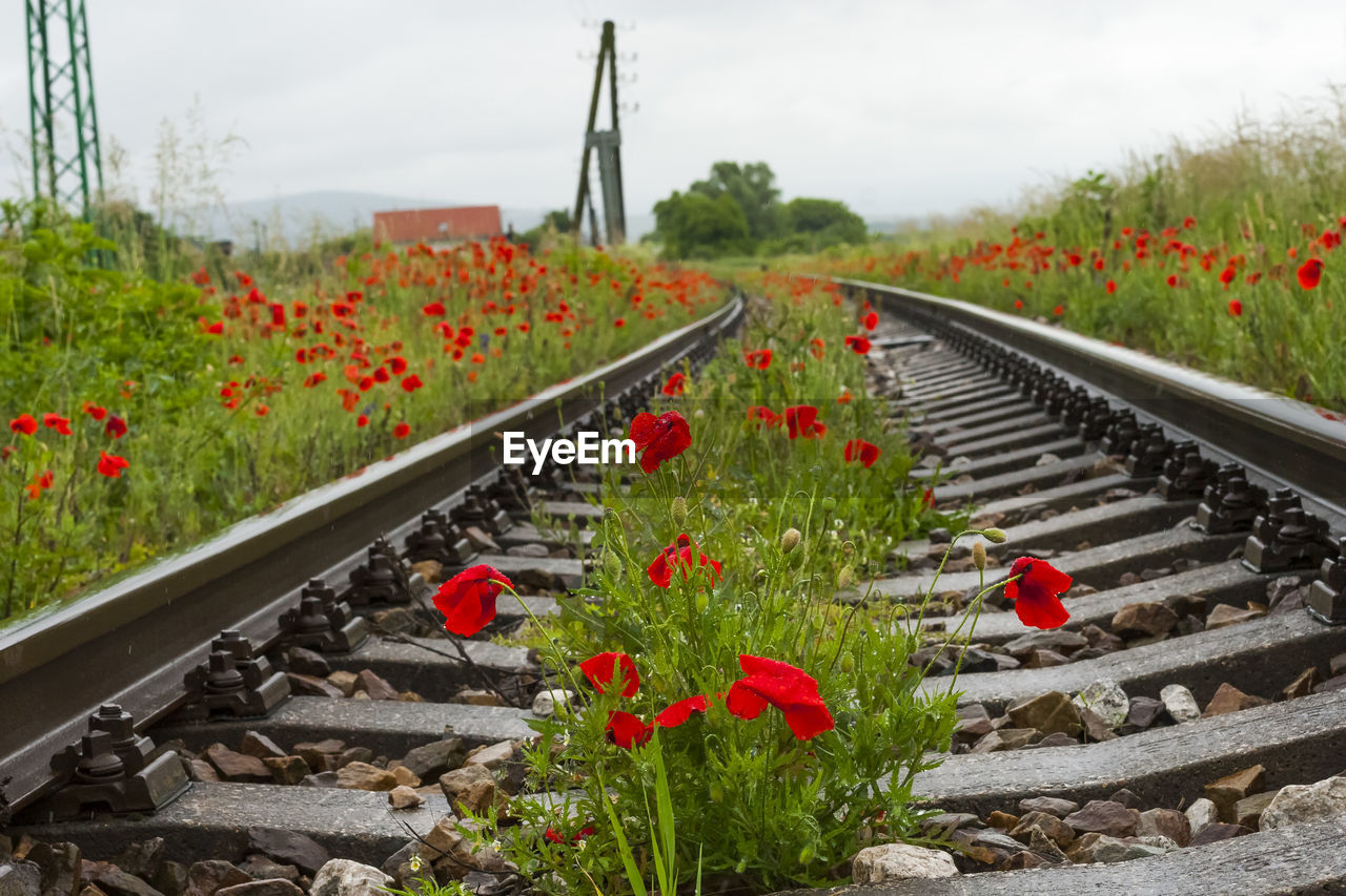 CLOSE-UP OF RED FLOWERING PLANTS ON RAILROAD TRACK