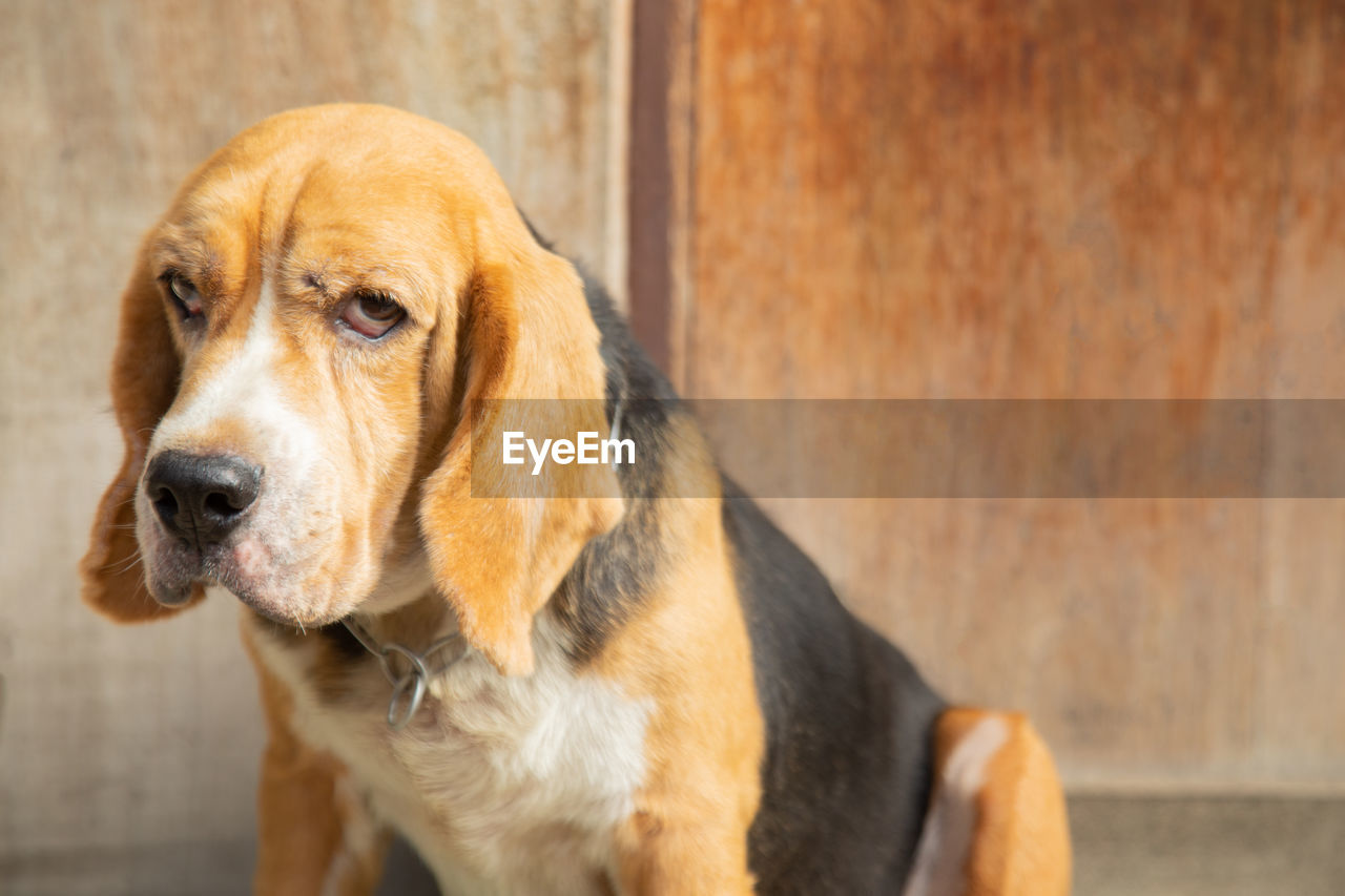 CLOSE-UP OF A DOG