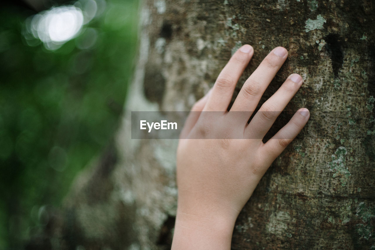 Close-up of hand touching tree trunk