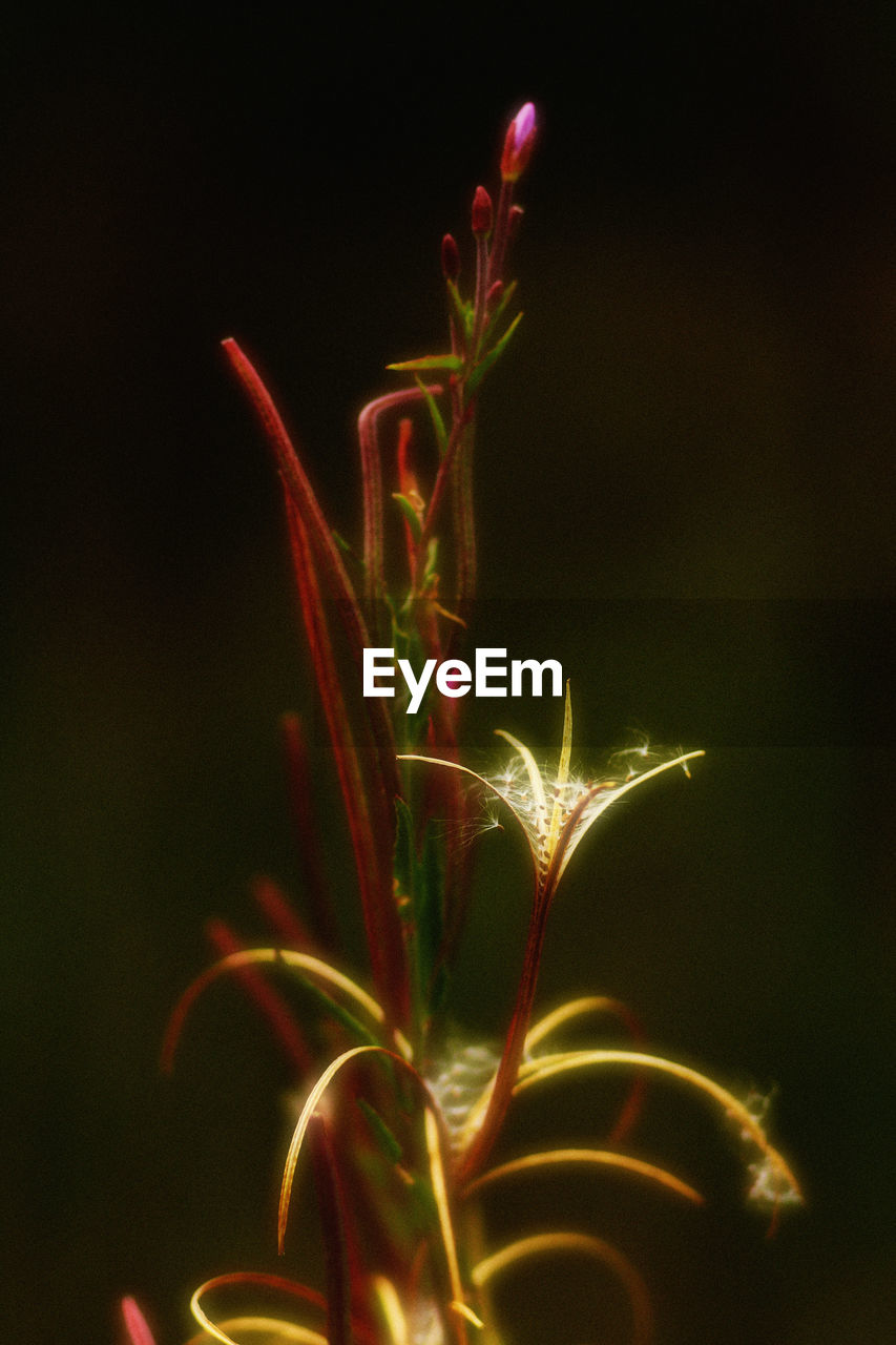 Close-up of illuminated plant against black background