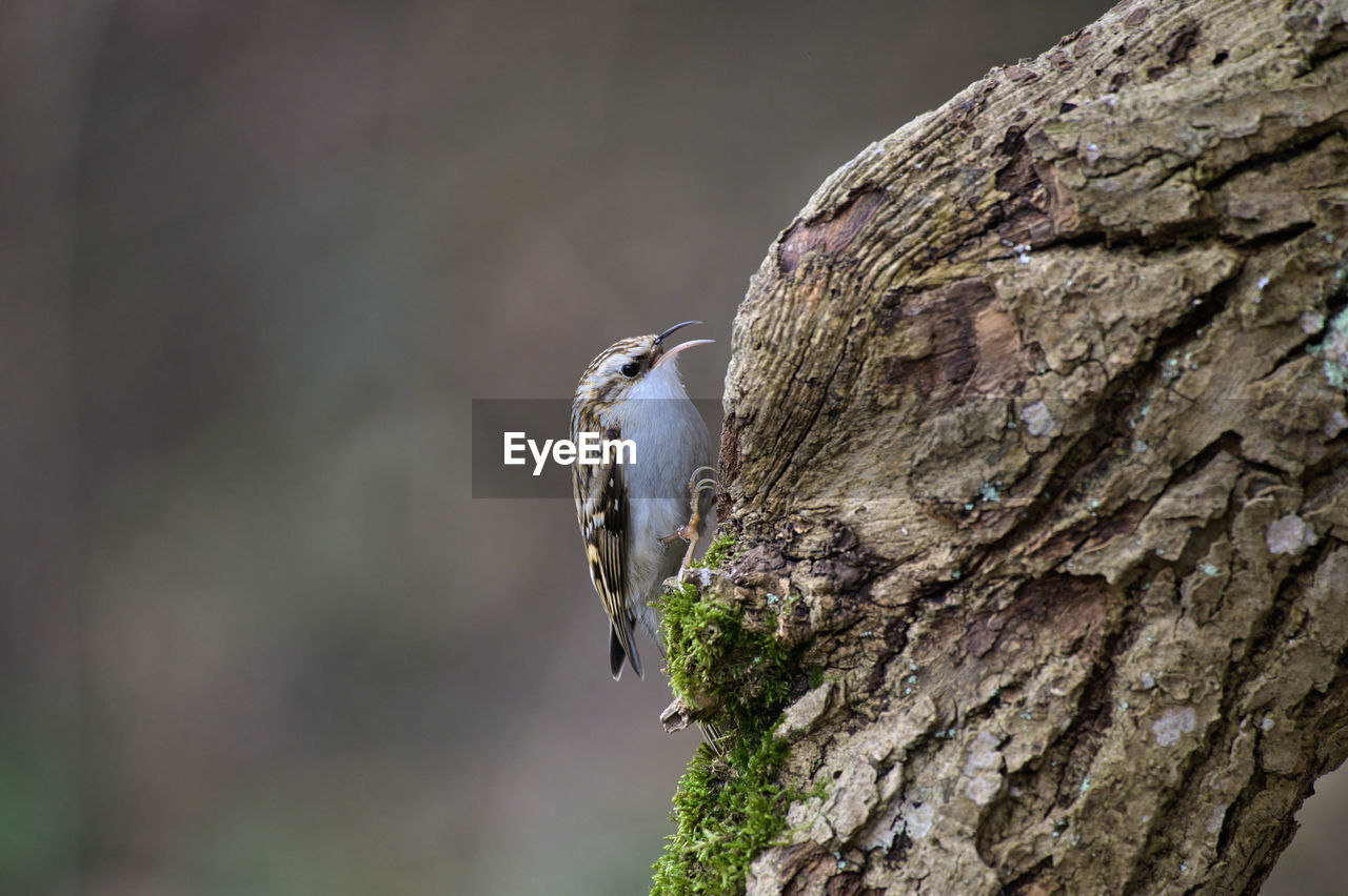 nature, animal themes, animal, animal wildlife, one animal, wildlife, tree, close-up, bird, tree trunk, trunk, branch, green, focus on foreground, no people, plant, macro photography, leaf, day, outdoors, perching, textured, wood, plant bark