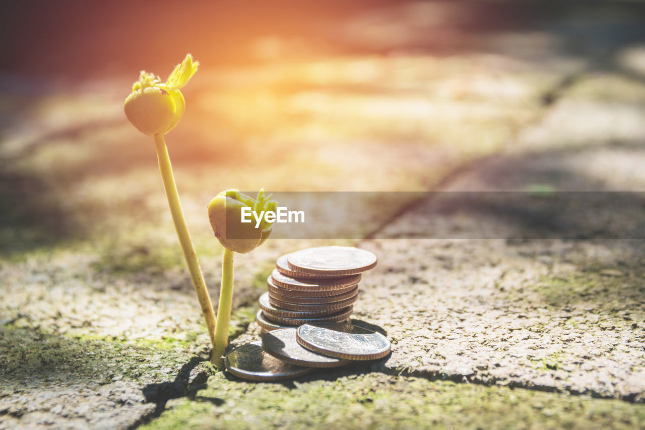 Close-up of coins by seedling