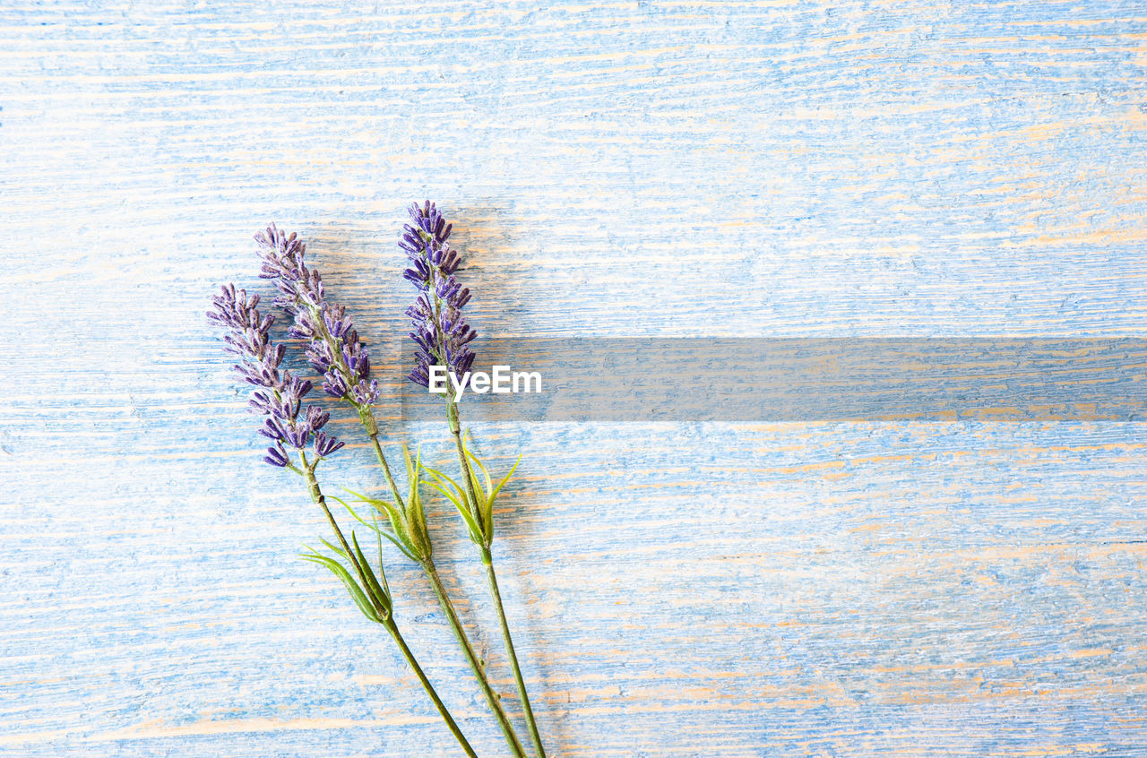 Lavender flowers laid on a light blue wooden background