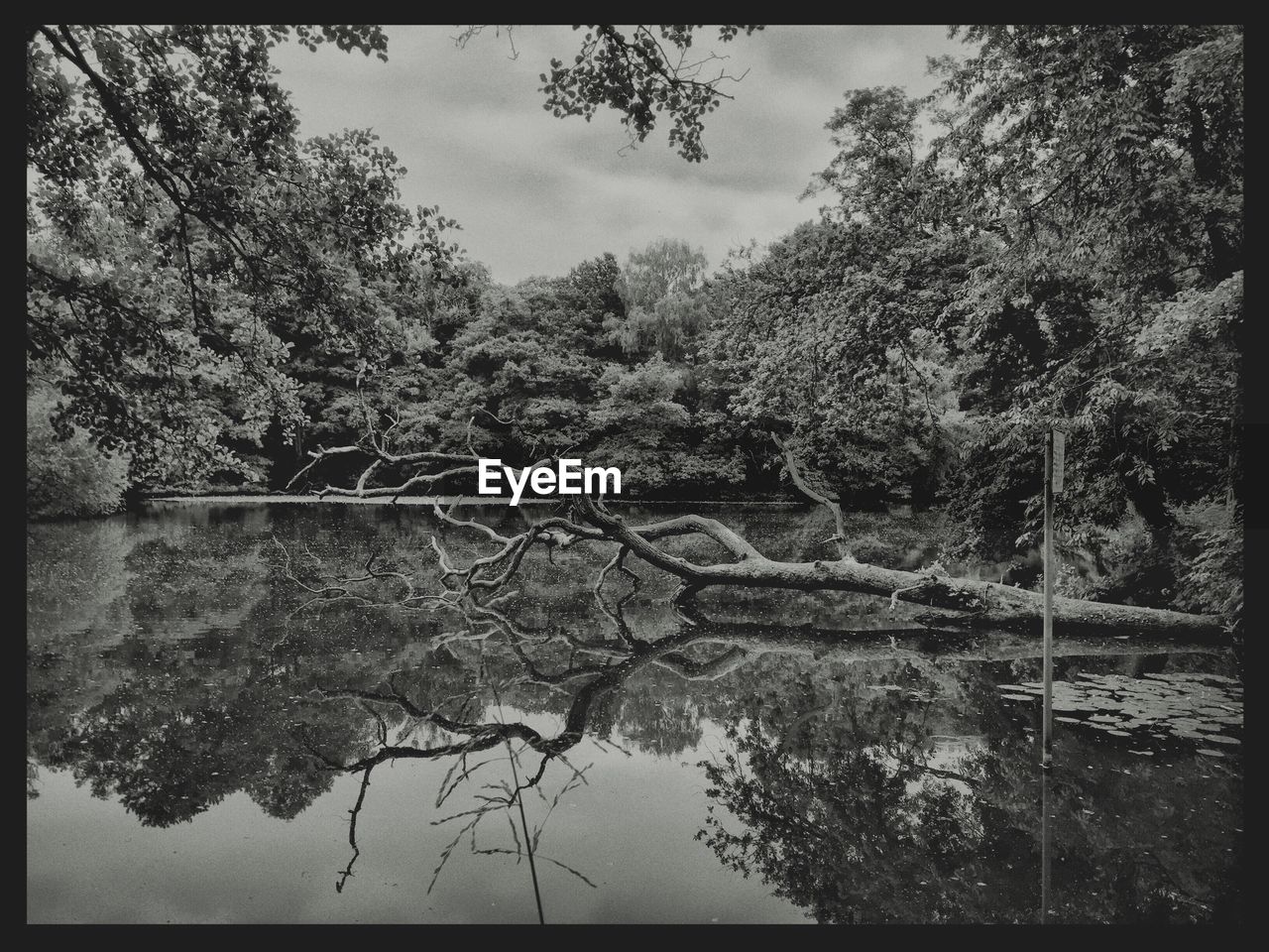 View of trees by river