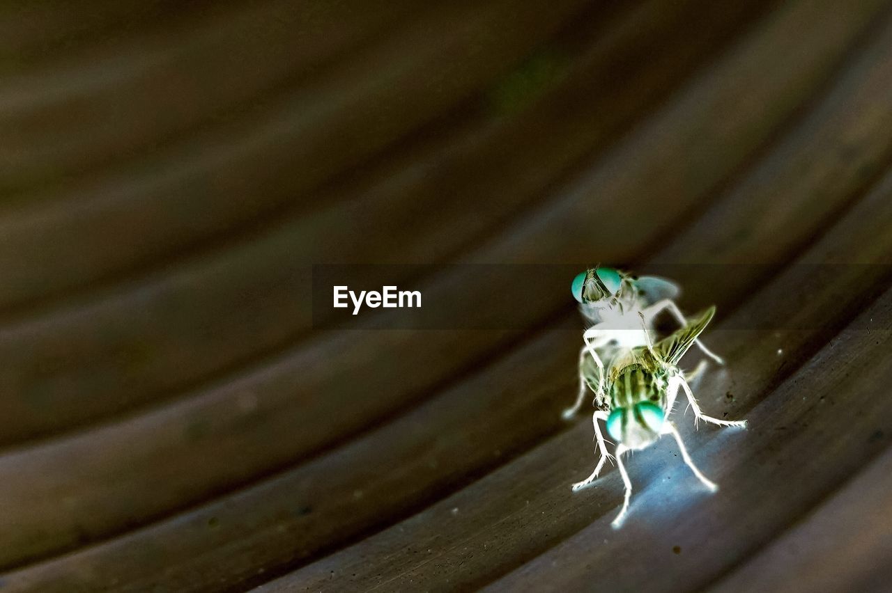 HIGH ANGLE VIEW OF INSECT