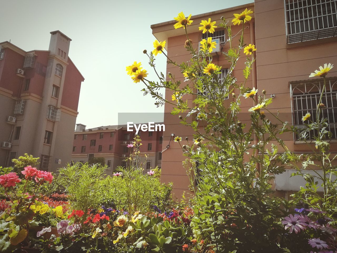 FLOWERS BLOOMING BY TREE AGAINST HOUSE