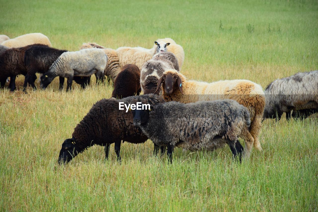 SHEEP GRAZING IN A FARM