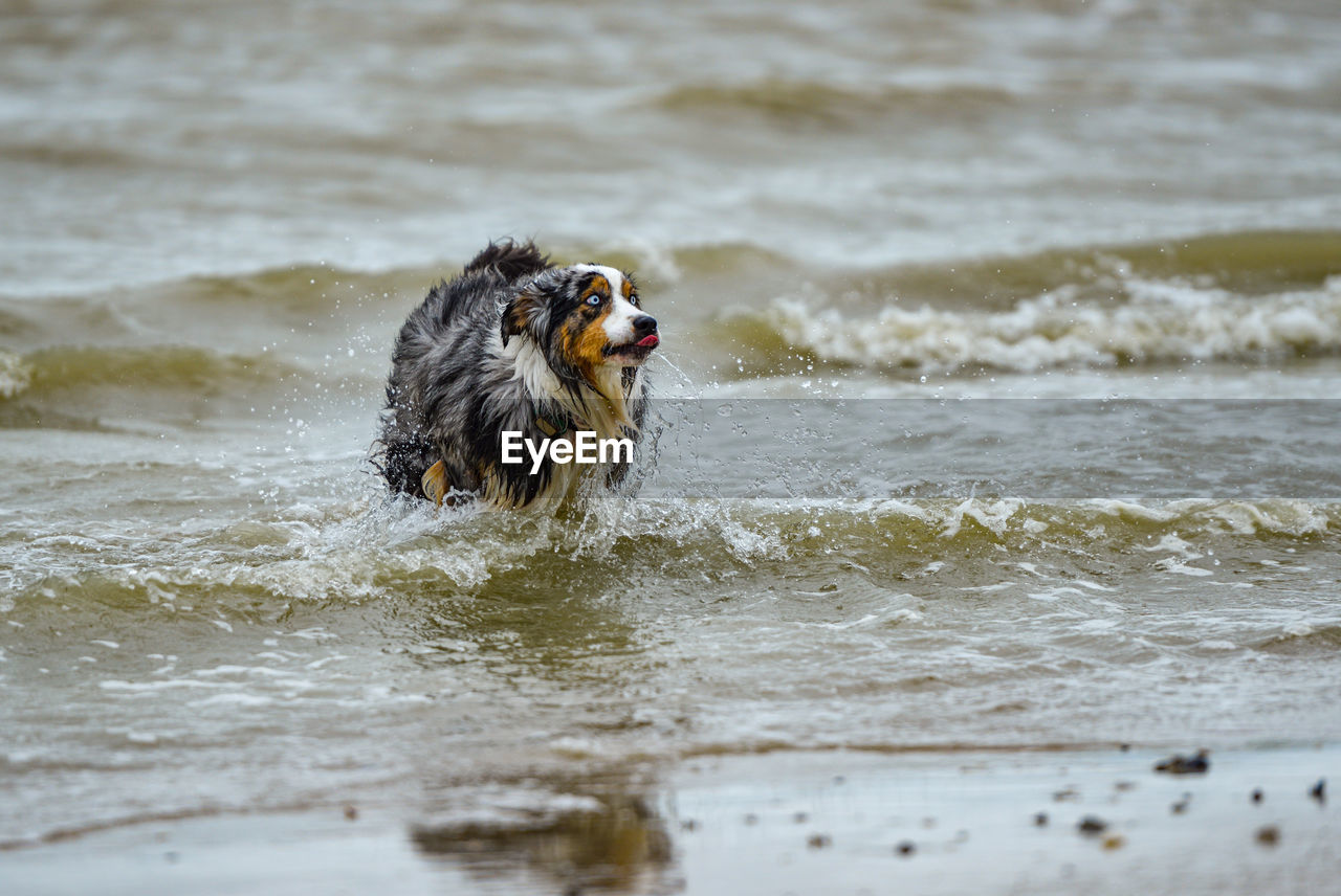 Dog running in sea