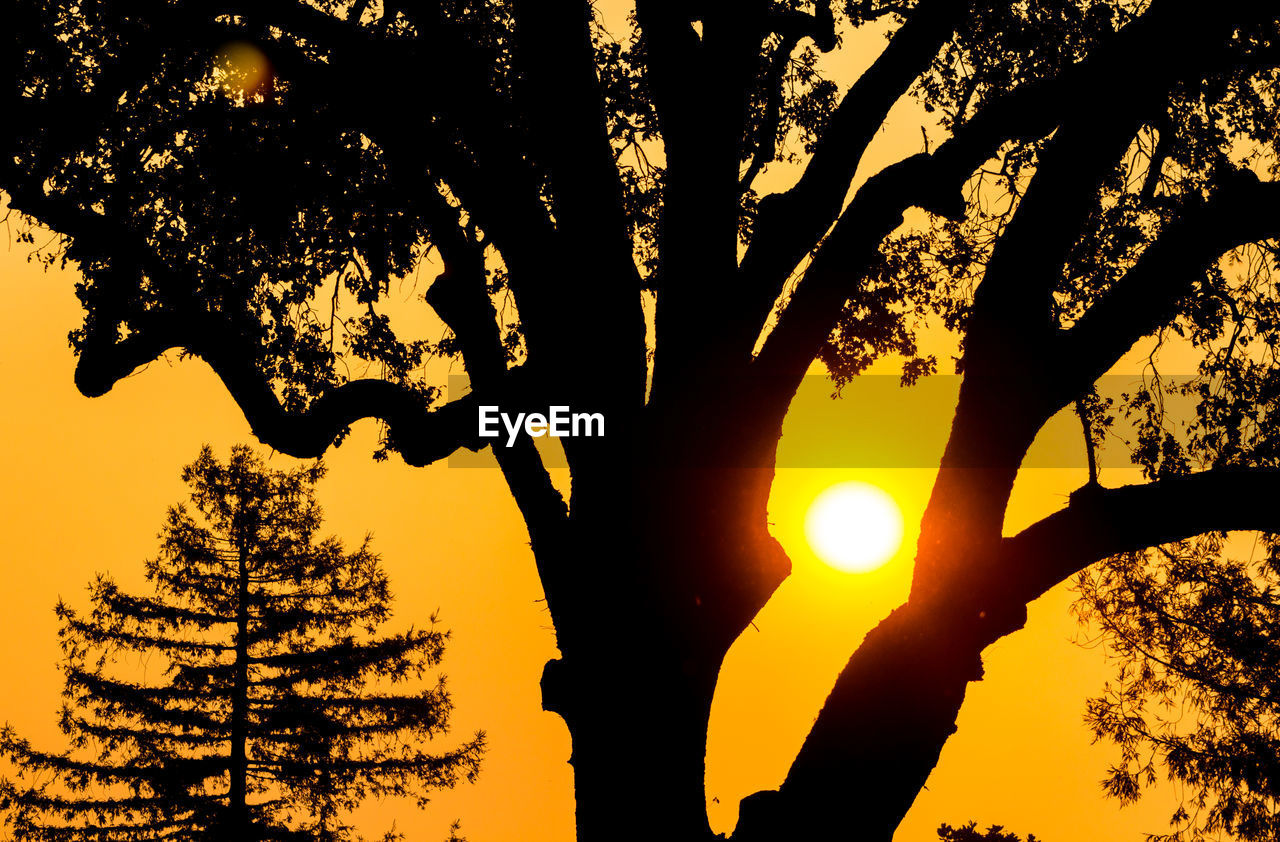 LOW ANGLE VIEW OF SILHOUETTE TREE AGAINST ORANGE SKY